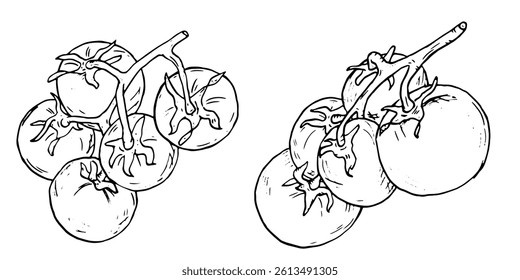 Tomato on a twig in the form of a sketch. Black and white vector illustration. A set of ripe cherry tomatoes on a white background. Fresh whole tomatoes, healthy harvest, ink drawing.