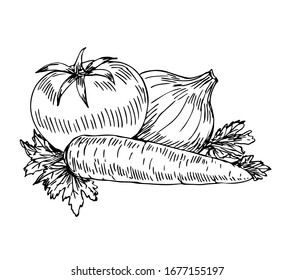 Tomato, onion, carrot, parsley ingredients  in line art style.