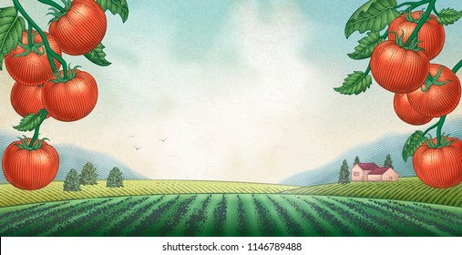 Tomato orchard background with engraved field scenery, copy space for design