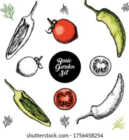Tomato pepper dill hand drawn illustration. Colored and line art. Basic garden set - all vegetables are editable. Food market vector. 
