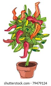 tomato plant