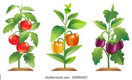 Tomato plant, Bell Pepper plant and Eggplant