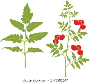 Tomato plant and big leaf with tomatoes