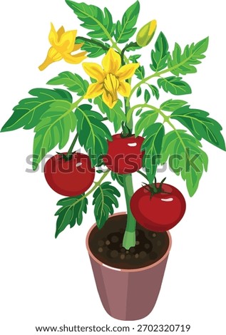 Tomato plant with big ripe red fruits, green leaves and yellow flowers in flower pot isolated on white background