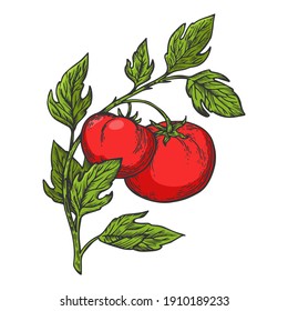 Tomato plant branch color sketch engraving vector illustration. Scratch board style imitation. Hand drawn image.