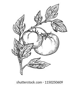 Tomato plant branch engraving vector illustration. Scratch board style imitation. Hand drawn image.