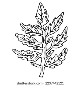 Tomato plant branch engraving vector illustration. Scratch board style imitation. Hand drawn image.
