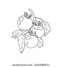Ilustración vectorial de ramas de plantas de tomate. Imitación del estilo de la tabla de rayas. Imagen dibujada a mano