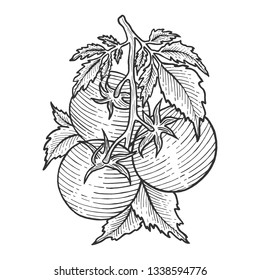 Tomato plant branch sketch engraving vector illustration. Scratch board style imitation. Hand drawn image.