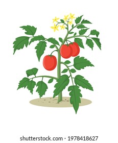 Tomato Plant Cartoon Vector Illustration Stock Vector (Royalty Free ...