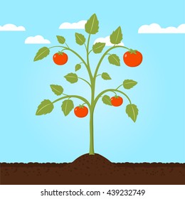 tomato plant flat design