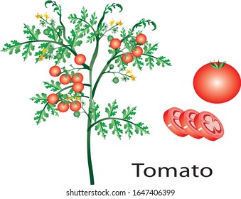 Tomato plant , fresh vwgwtable - Vector