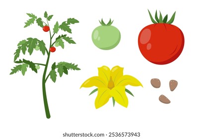 Tomateiro, tomateiro, flor e sementes. Comida vegetal orgânica vegetariana. Ilustração de ícone de vetor isolada no plano de fundo branco.