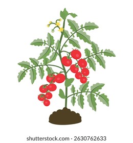 Tomato plant with fruits isolated on white background. Grown agricultural crop with blossoms, stems, leaves. Green, yellow, red and brown colors. Vector botanical design for card, banner, sticker.