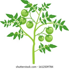 Tomato plant with green leaf and unripe green tomatoes isolated on white background