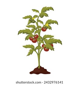 Tomatenpflanze im Boden isoliert auf weißem Hintergrund, Nahrung und Gartenbau Konzept: Cheri Vektor