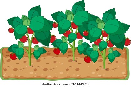 Tomato plant growing with soil cartoon illustration