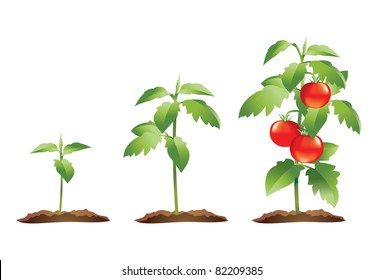 Tomato plant growth cycle