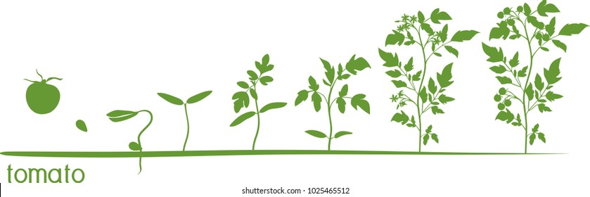 Tomato plant growth cycle with silhouettes of plants