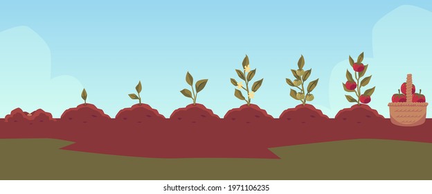 Tomato plant growth infographic showing plant in soil at different stages of development. Cycle and process of sowing and planting tomato bush, flat vector illustration.