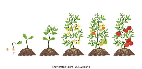 Wachstum der Tomatenpflanze. Lebenszyklus, Anpflanzungsstadien von Tomatensaaten, Sprossen und Blüten zu Früchten auf Zweigen Vektorgrafik-Satz PflanzTomatensaat