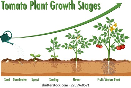Tomato Plant Growth Stages illustration