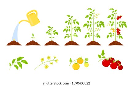 Tomato plant growth stages from seed to ripening red tomato. Tomatoes growth vector infographics.  Elements: leaves, bloom, unripe tomatoes and ripe fruits on a branch. Life cycle vegetable plant.