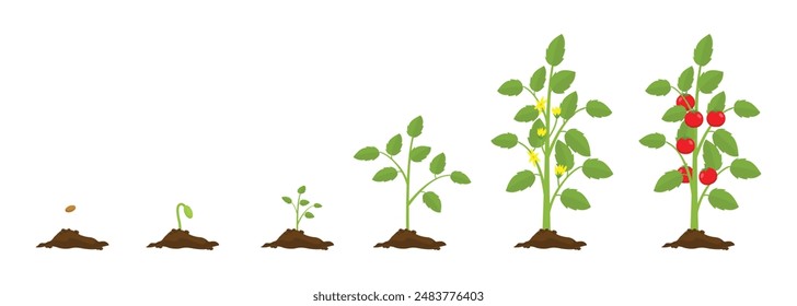 Fases de crecimiento de la planta de tomate desde la semilla hasta la floración y la planta de fructificación con tomates rojos maduros