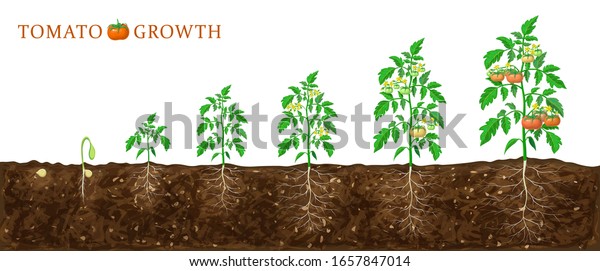 Tomato Plant Growth Stages Seed Flowering Stock Vector (Royalty Free ...