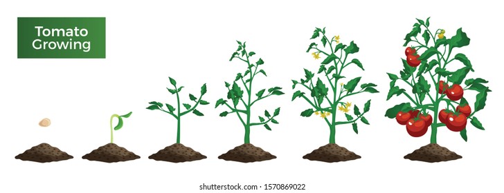 Tomato plant growth stages set of isolated realistic images with seed sprout mature plant and text vector illustration