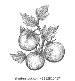 Grabado a mano con plantas de tomate. Hortalizas de tomates maduros con hojas grabadas en rama ilustración vectorial, cerezas pomodoro vintage grabadas en boceto negro aislado