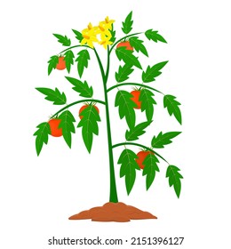 Tomato Plant Tomato Harvest Vector Illustration Stock Vector (Royalty ...