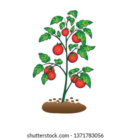 Tomato Plant Illustration Vector Isolated On Stock Vector (Royalty Free ...