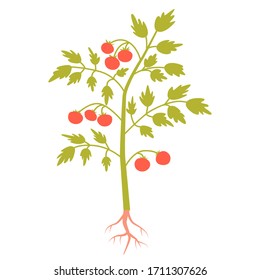 Tomato plant isolated on white background. Flat design. Vector illustration