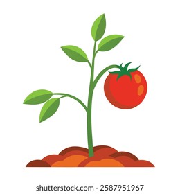 tomato plant with leaves. A white tomato tree with white background. tomato tree vector.