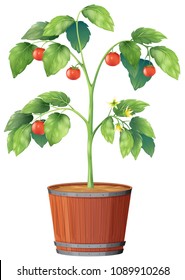 A Tomato Plant on White Background illustration