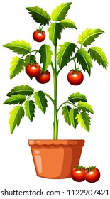 Una planta de tomate sobre fondo blanco, ilustración