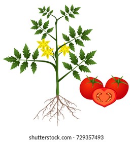 Tomato plant on a white background.