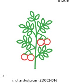 Tomato Plant Outline. Isolated Tomato On White Background