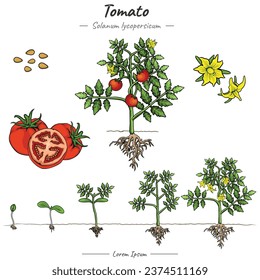 Paquete de planta de tomate. conjunto de cultivo de la ilustración del árbol de tomate de la semilla para ser árbol de tomate en vector. Se puede usar para temas como biología o afiche educativo.