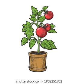 Tomato plant in pot color sketch engraving vector illustration. T-shirt apparel print design. Scratch board imitation. Black and white hand drawn image.