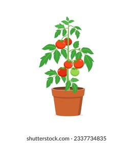 tomato plant pot with good quality and good design