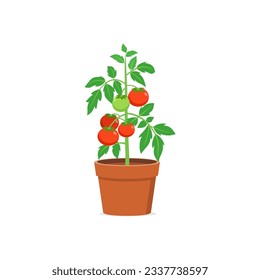 tomato plant pot with good quality and good design