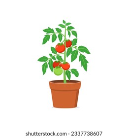 tomato plant pot with good quality and good design