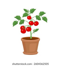 Tomato plant with ripe fruit in pot isolated on white background. Gardening icon. Vector cartoon flat illustration.