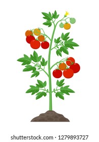 Infographic Tree Planting Seedling Plant Seeds Stock Vector (Royalty ...