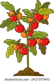 Tomato plant with ripe tomatoes fruits and flowers growing in the ground vector illustration isolated on white background.
