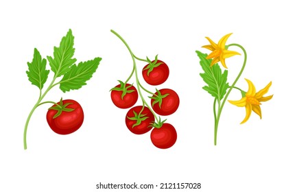 Tomato plant and ripe tomatoes on branch set vector illustration