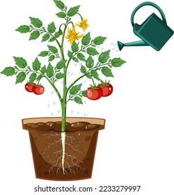 Tomato plant root in pot vector illustration