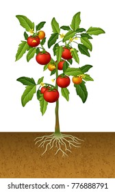 Tomato Plant With Root Under The Ground